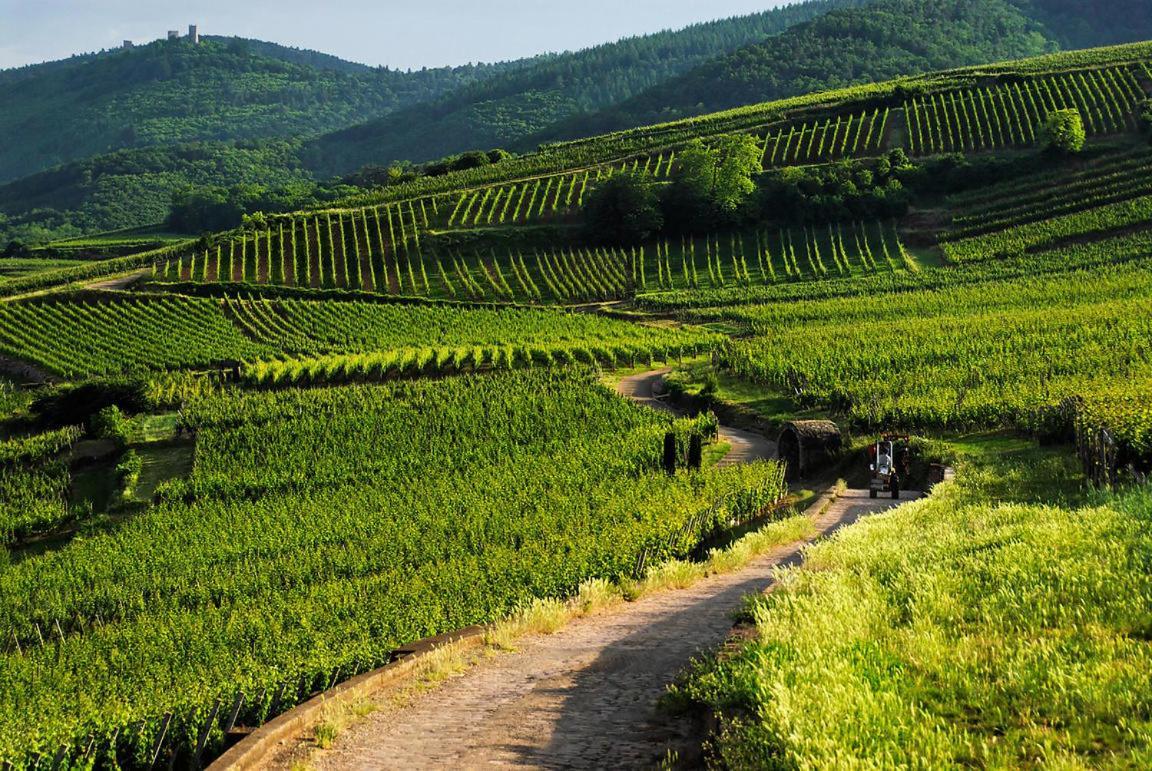 Coeur D'Alsace Colmar Vignobles Ouest Avec Terrasses Villa Wintzenheim Ngoại thất bức ảnh